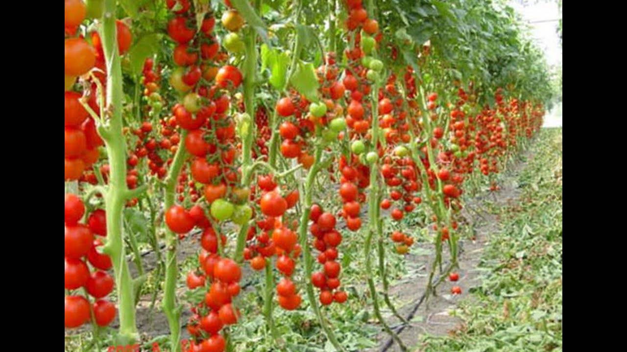 Томаты в теплице - организация бизнеса и обзор необходимых условий для выращивания томатов