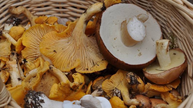 Что нужно знать о белых грибах