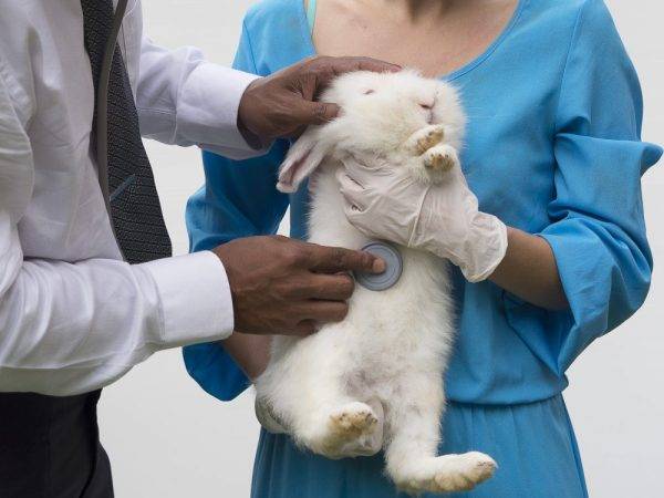 Как протекает беременность кроликов