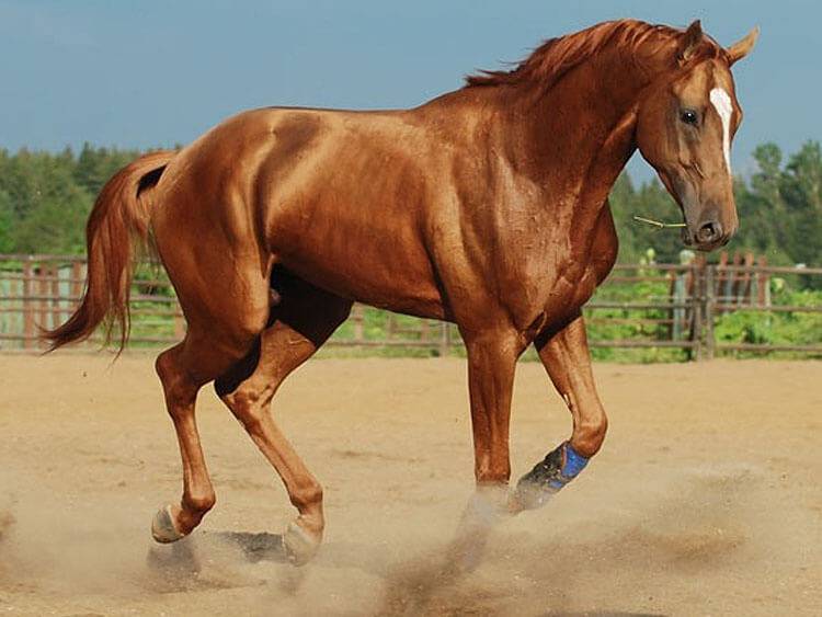 Донская и буденновская порода лошадей в спорте: исследование за 2019 год — agroxxi