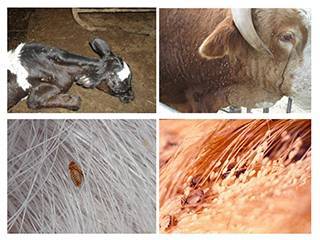 Болезни и болячки вымени у коров: описание, лечение