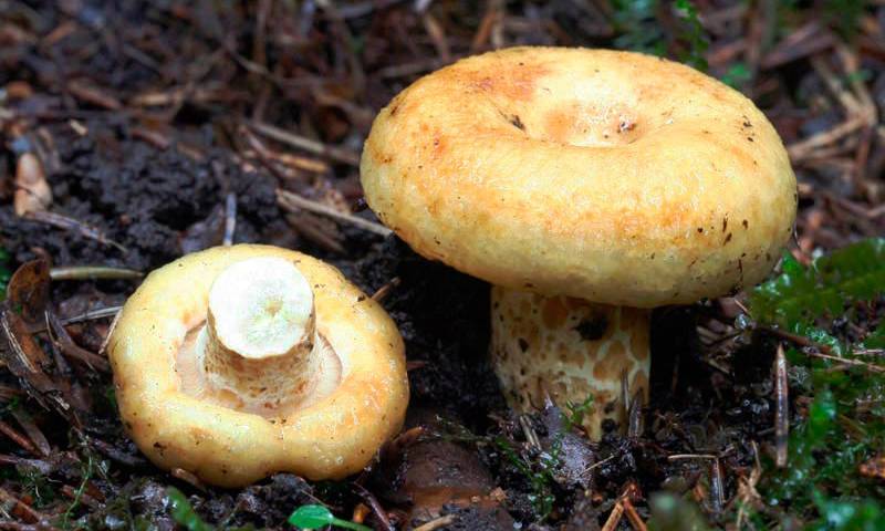 Грузди – царские грибы русского застолья - грибы собираем