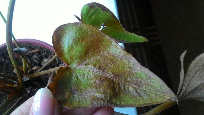 Антуриум: болезни листьев (фото), как лечить заболевания