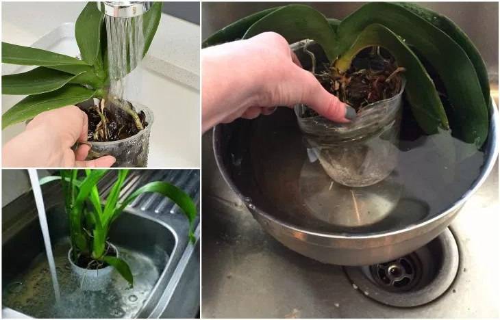 Когда поливать орхидею после пересадки и через сколько дней в первый раз можно увлажнять субстрат?