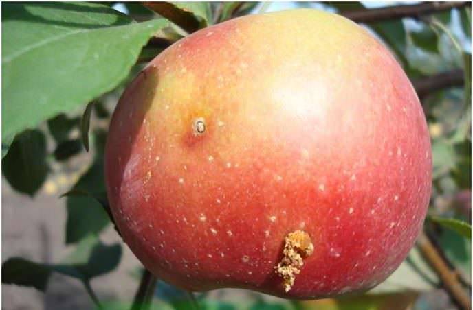 Почему опадают яблоки (плоды и завязи): что делать