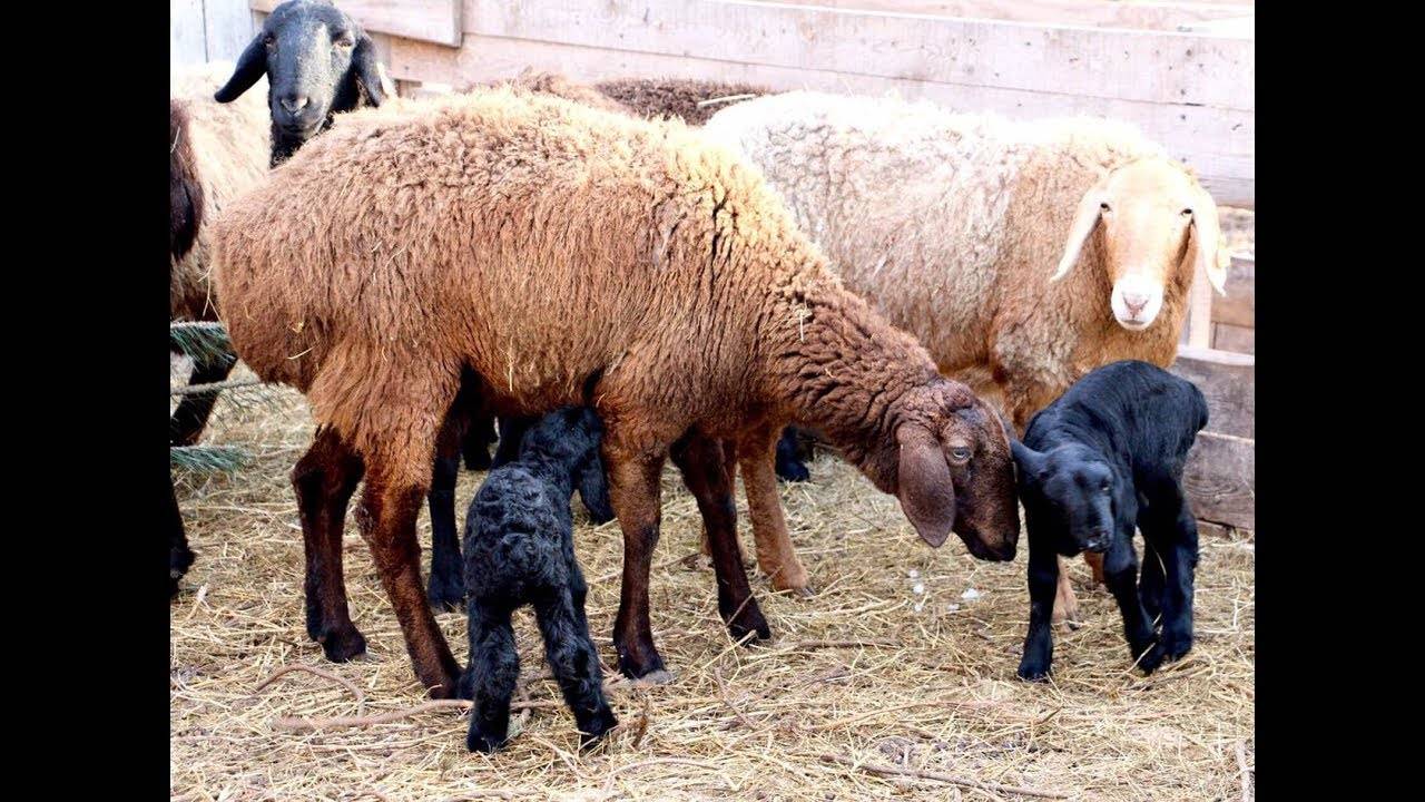 Лечение брадзота у овец. симптомы, профилактика, лечение, опасность заболевания для человека, народные средства, отзывы овцеводов 2021 года