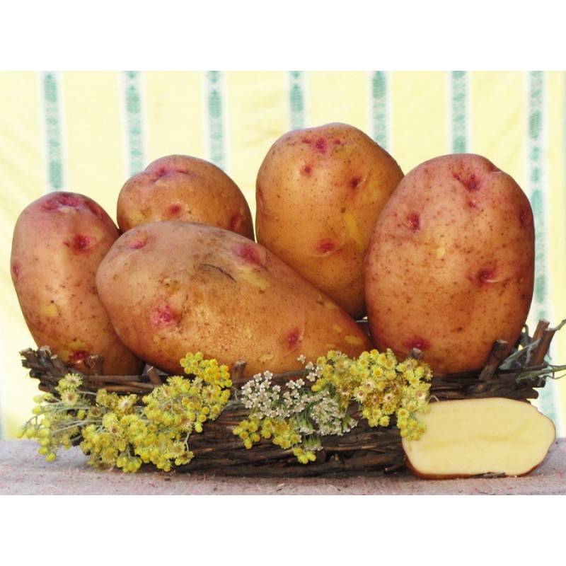 Лучшие сорта картофеля для Северо-Западного региона