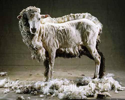 Сколько раз в год следует производить стрижку овец и как это правильно делать?