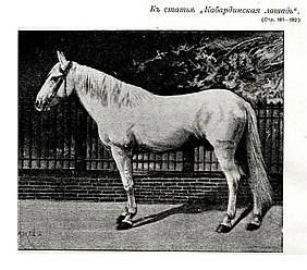 Характеристика и описание кабардинской породы лошадей