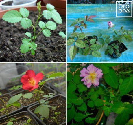 Как вырастить розы из семян в домашних условиях: описание, как посадить комнатный цветок, а также способы размножения и рекомендации по уходудача эксперт