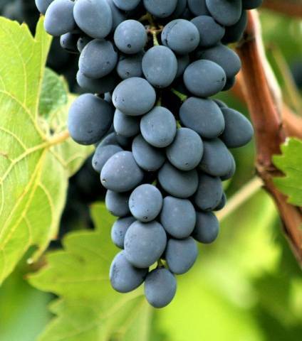 Проверенный временем сорт винограда «молдова»