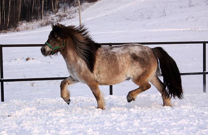 Коневодство в якутии: описание лошадей якутии