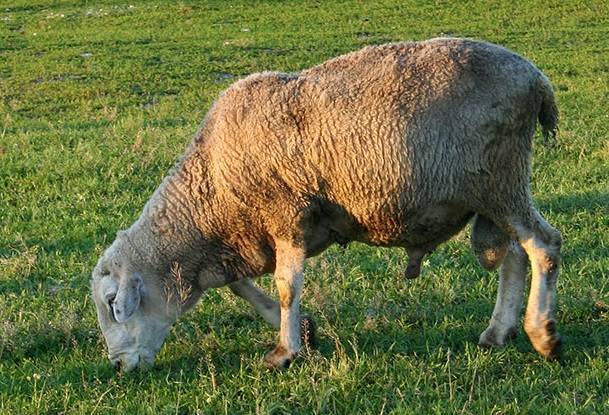 Особенности куйбышевской породы овец, показатели продуктивности 2021