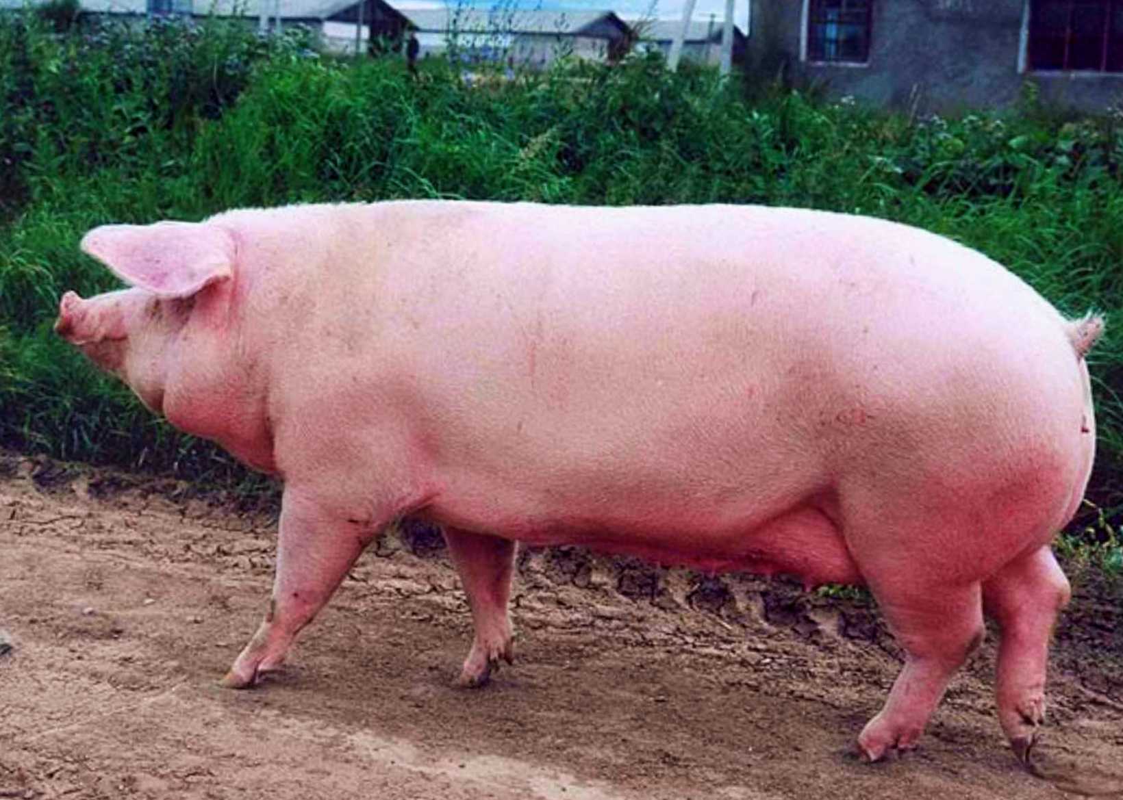 Породы свиней с описанием и фото: названия, виды и фотографии поросят