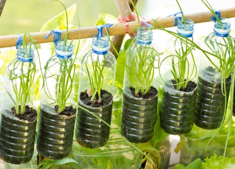 Как вырастить зеленый лук в большой пластиковой бутылке?