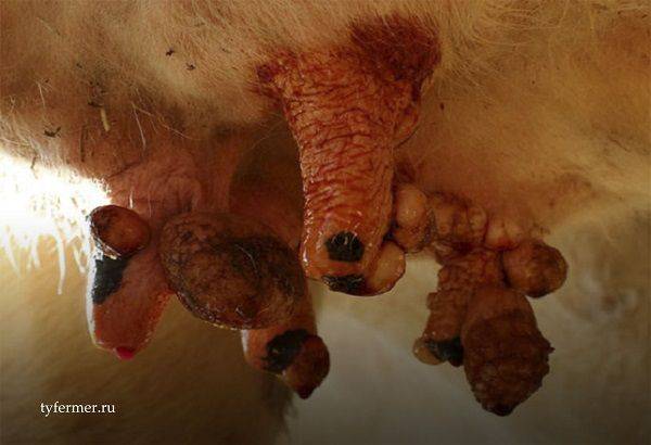 Бородавки у коровы на морде: чем лечить, как выглядит папилломатоз, как выглядит бородавка на дойках