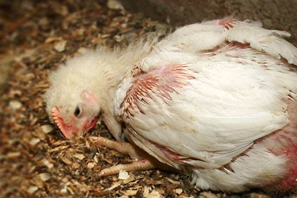 Белый понос у кур: чем вызван и как его лечить