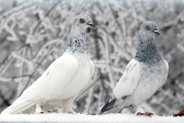 Высоколётные голуби: какие виды бывают, характеристика пород