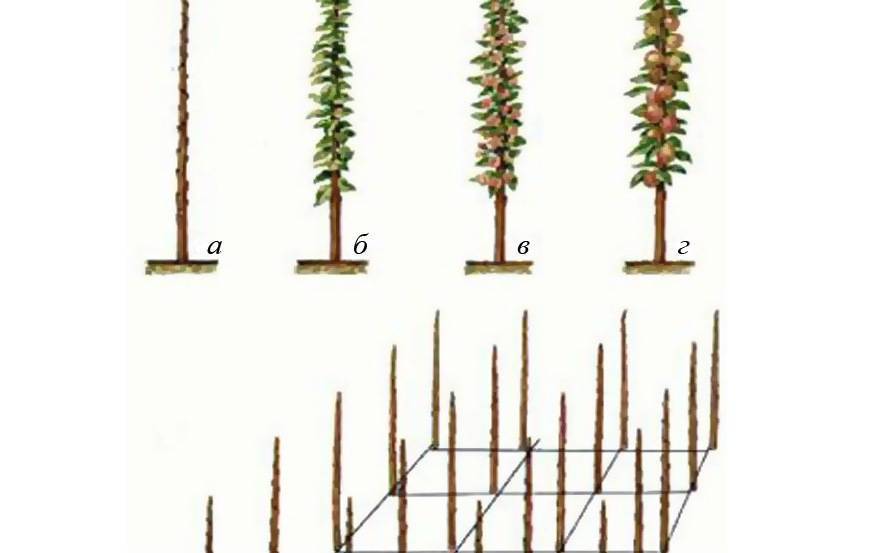 Обрезка колоновидных яблонь весной схема для начинающих