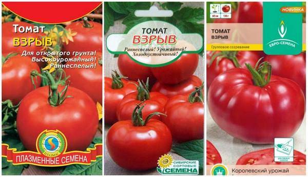 Характеристика томата взрыв: посадка, выращивание и уход