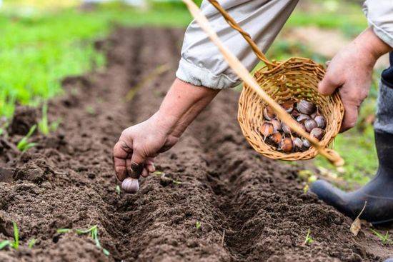 Как проводится подготовка почвы под чеснок осенью, какие удобрения использовать