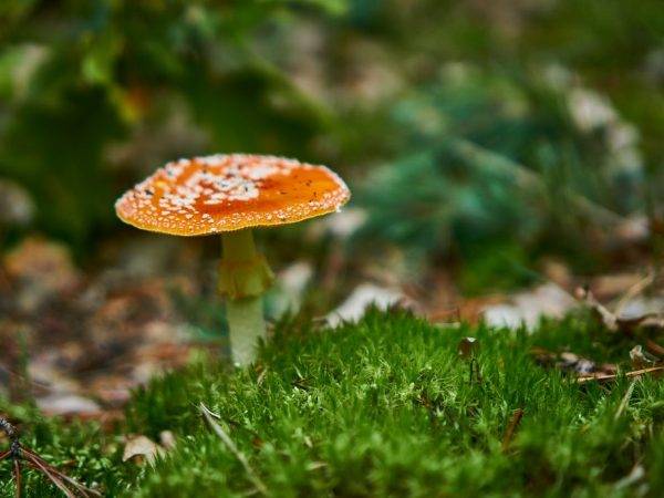 Названия и описание ядовитых грибов крыма (+30 фото)