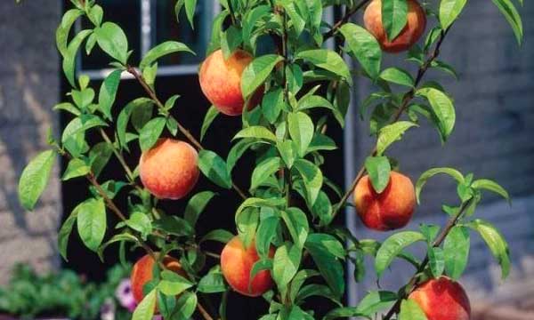 Как вырастить персик из косточки в домашних условиях