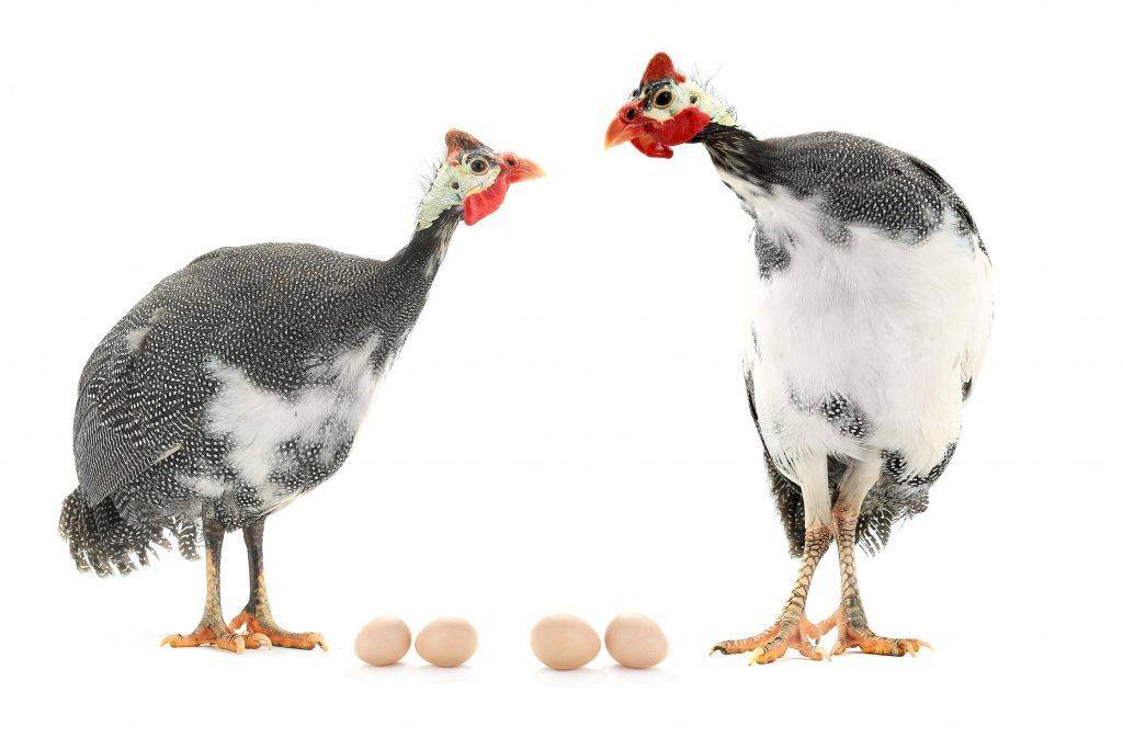 Польза и вред яиц цесарки