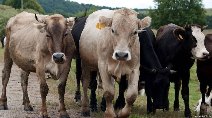 Костромская порода коров: описание и характеристики породы