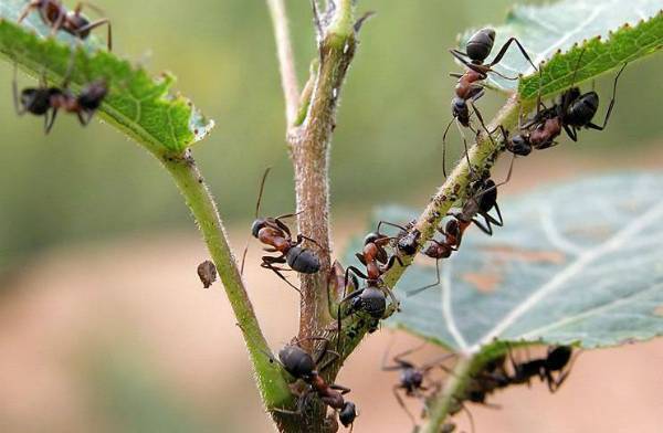 Как бороться с муравьями в теплице