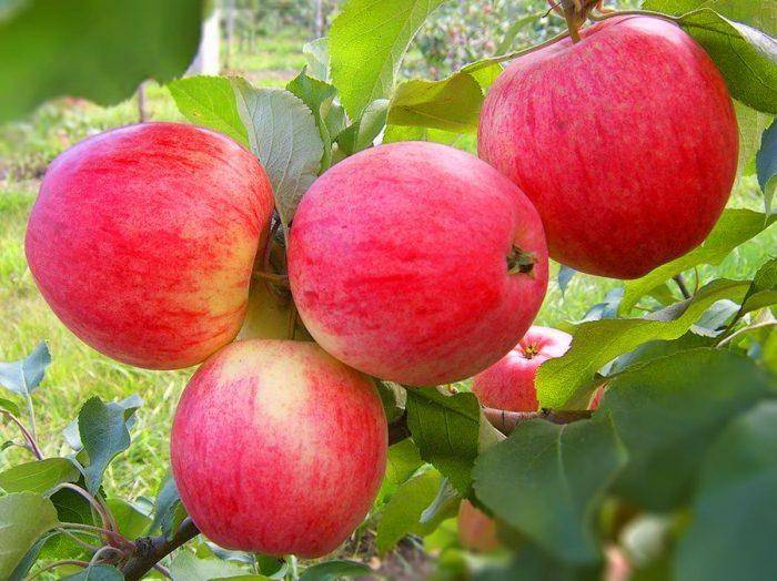 Сколько живет яблоня