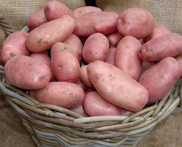 Картофель ред леди: описание сорта и уход