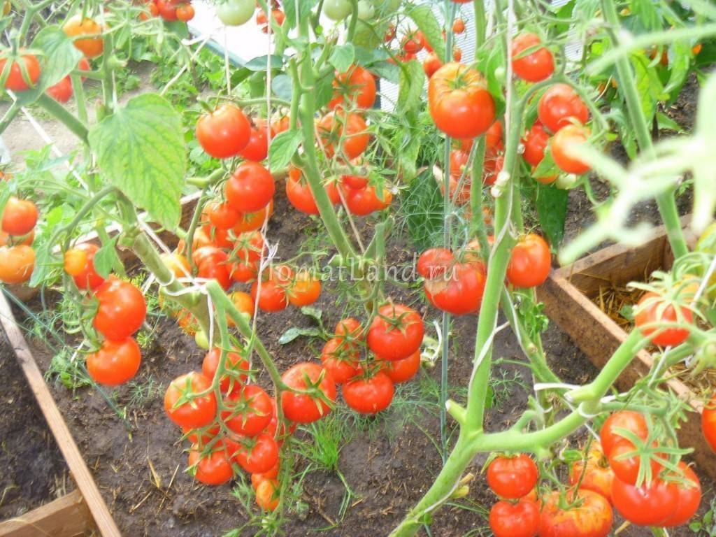 Особенности выращивания помидоров»Евпатор»