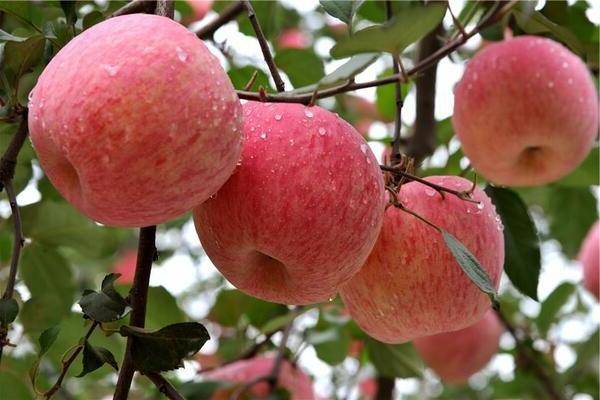 Яблоки фуджи: описание сорта и разновидностей, плодоношение и выращивание