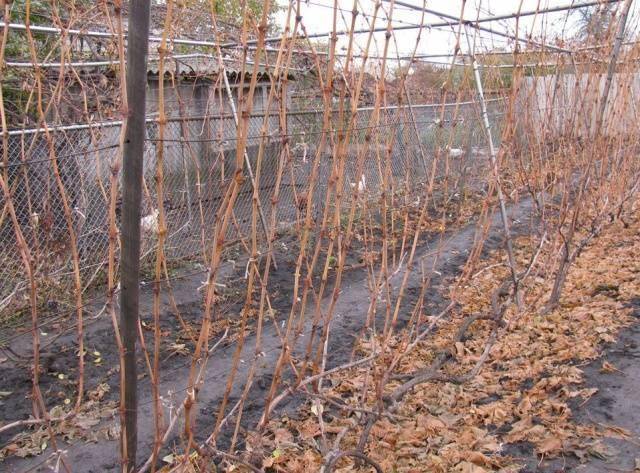 Обрезка винограда осенью: инструкция для начинающих