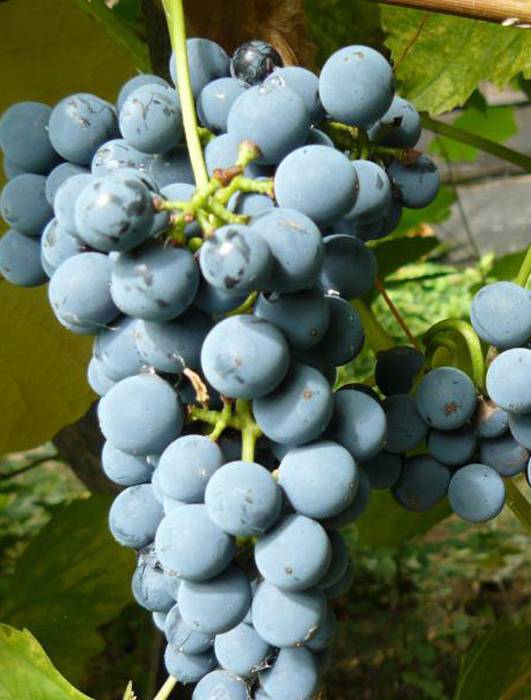 Выращивание винограда неретинский - агро журнал dachnye-fei.ru