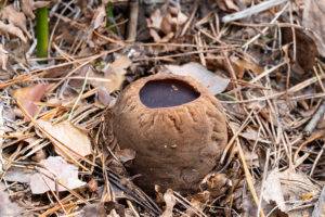 Описание гриба саркосома шаровидная - дневник садовода semena-zdes.ru