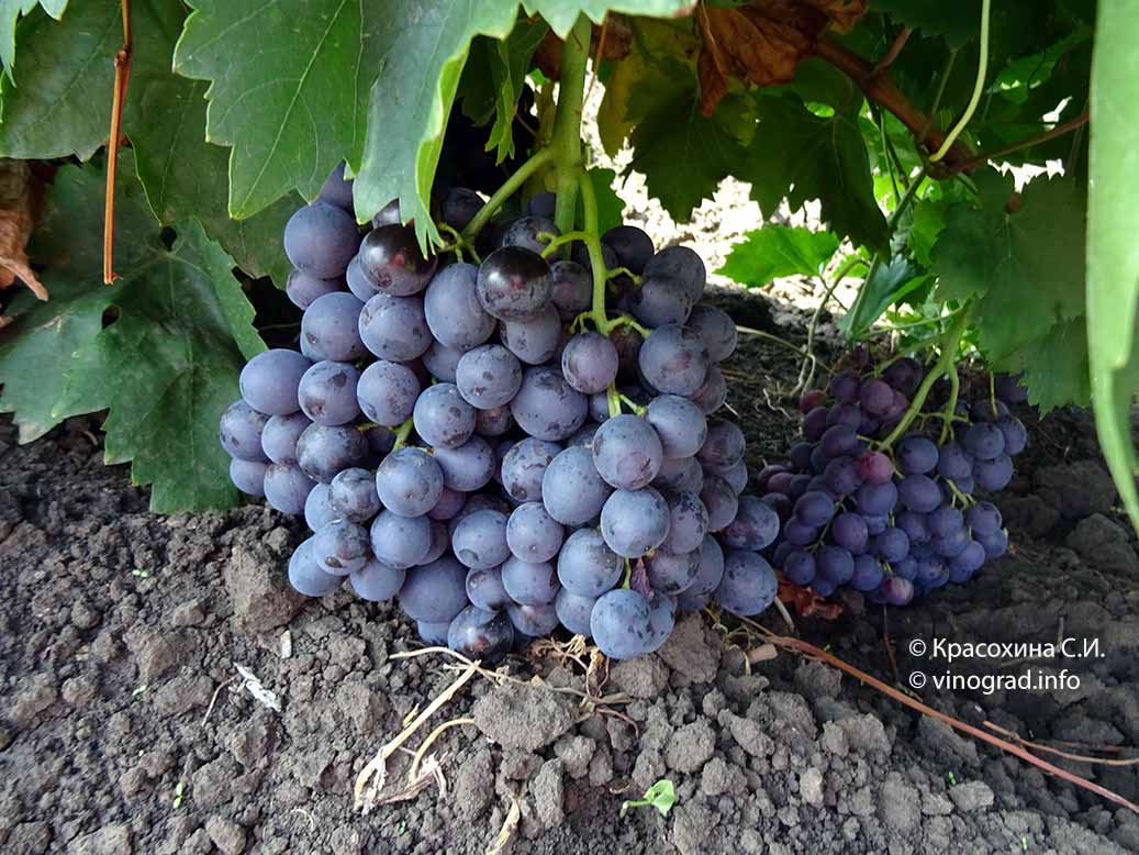 Сорт винограда «кишмиш премьер» с фото и видео