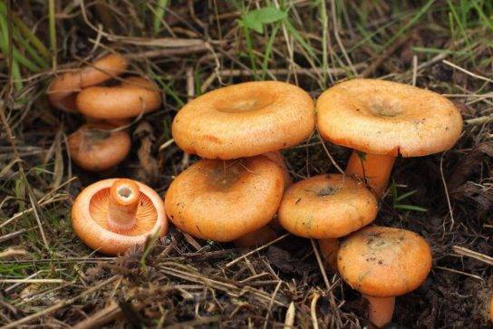 Ложные грибы рыжики: описание, фото — selok.info