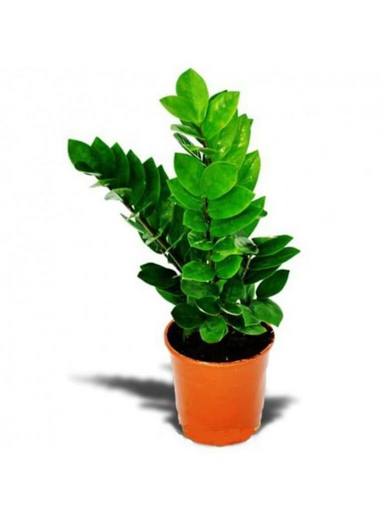 Ядовитые комнатные растения | компетентно о здоровье на ilive