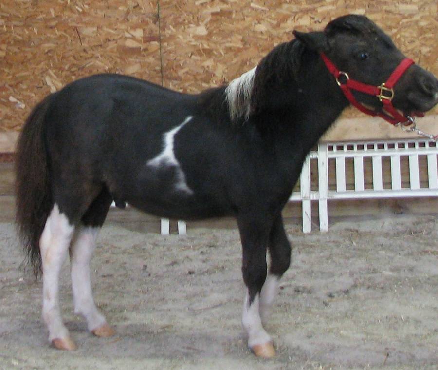 Характеристика лошади фалабелла - мыдачники