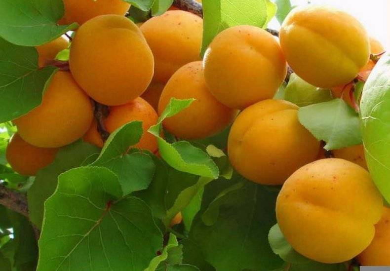 Посадка и уход за колоновидным абрикосом – советы садоводам