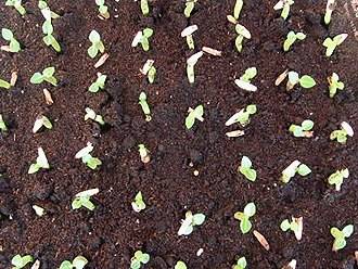 Адениум из семян. выращивание из семян (правила посева) | дачная жизнь