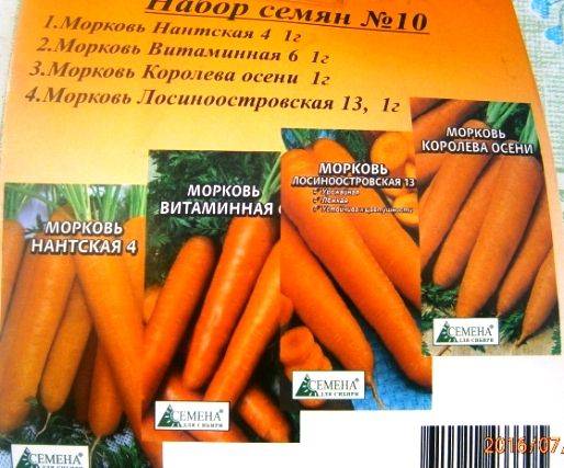Посев моркови под зиму — особенности подготовки почвы
