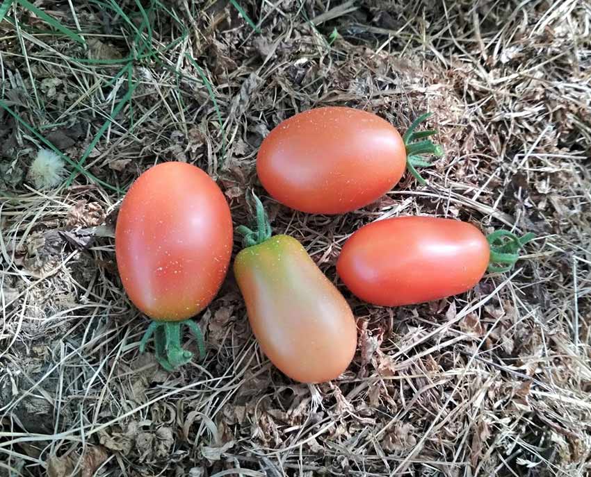 Как выращивать помидоры индетерминантного сорта дамский угодник