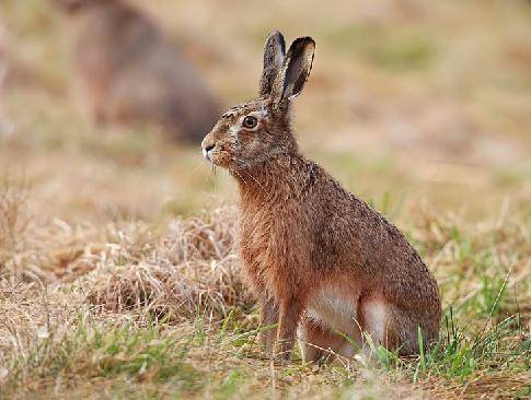 Заяц - виды и описание, фото с названиями | сколько видов зайцев существует в россии и мире