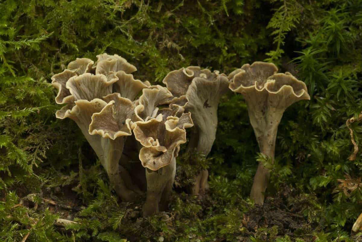 Вороночник рожковидный фото и описание гриба