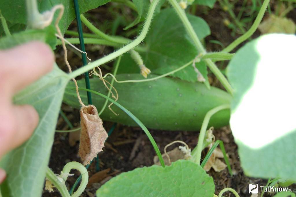 Как выращивать огурцы - секреты посадки и подкормки