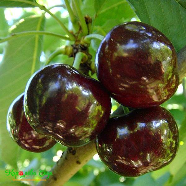 Vaccinium corymbosum sweetheart голубика свитхарт