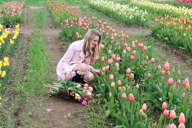 Когда выкапывать тюльпаны — можно ли сразу после цветения